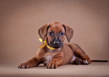 Jei ant šuns antkaklio pastebėjote geltoną kaspiną – štai ką tai reiškia