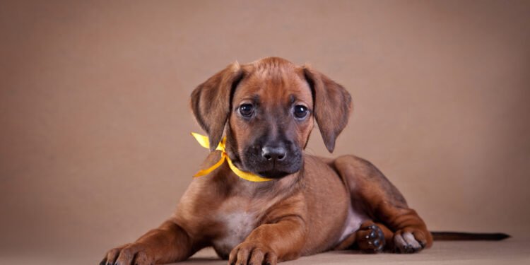 Jei ant šuns antkaklio pastebėjote geltoną kaspiną – štai ką tai reiškia