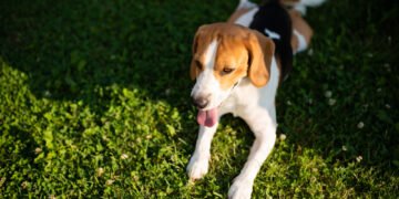 Įspėjamieji ženklai, kad jūsų šuo perkaito, ir kaip jam padėti