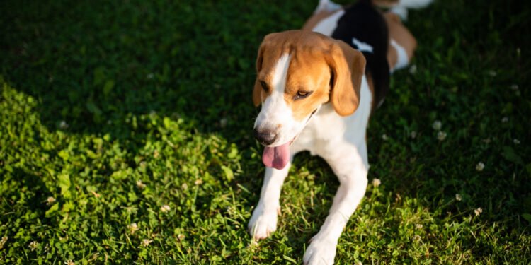 Įspėjamieji ženklai, kad jūsų šuo perkaito, ir kaip jam padėti