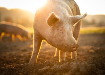 Kaip viena kiaulė tapo miestelio talismanu ir sutiko geriausią draugę