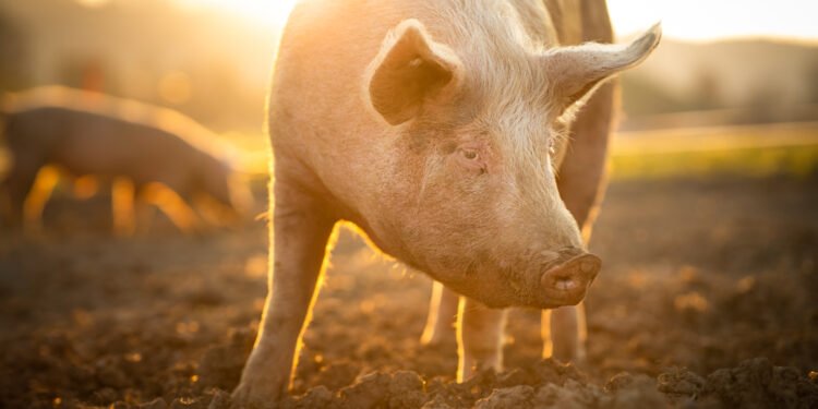 Kaip viena kiaulė tapo miestelio talismanu ir sutiko geriausią draugę