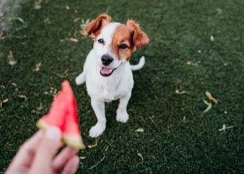 Ar šunims galima arbūzų? Veterinarų nuomonė