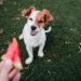 Ar šunims galima arbūzų? Veterinarų nuomonė