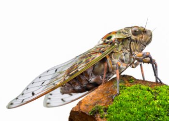 Kodėl cikados, svirpliai ir kiti vabzdžiai skleidžia tokią garsią muziką?