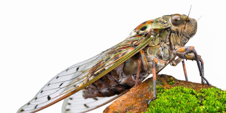 Kodėl cikados, svirpliai ir kiti vabzdžiai skleidžia tokią garsią muziką?