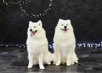 Ar šunys mato tamsoje? Viskas apie šunų regėjimą naktį