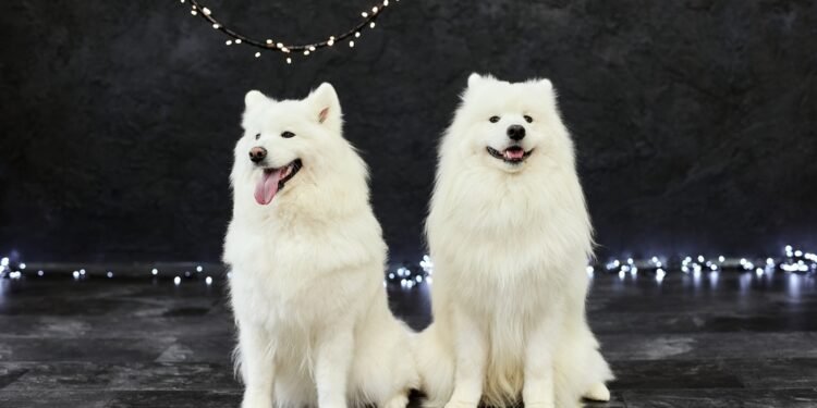 Ar šunys mato tamsoje? Viskas apie šunų regėjimą naktį