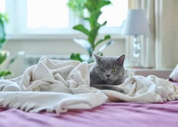 Kada katėms per šalta būti lauke?