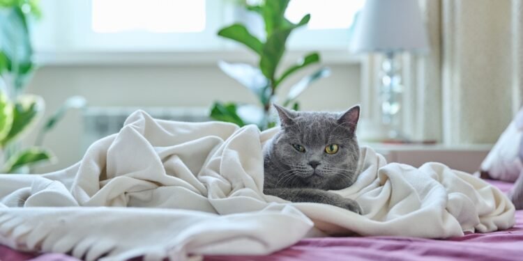 Kada katėms per šalta būti lauke?