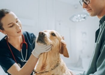 Svarbiausias veiksnys renkantis šunį (užuomina: tai ne veislė)