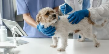 Ką galima duoti šuniui nuo skausmo?