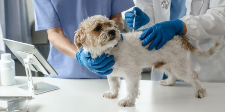 Ką galima duoti šuniui nuo skausmo?