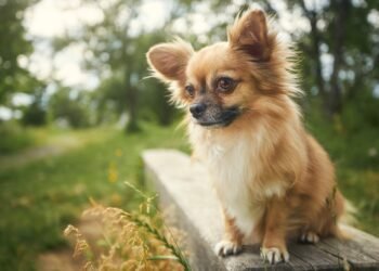 Kiek gyvena čihuahua šunys?