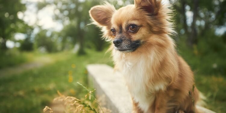 Kiek gyvena čihuahua šunys?