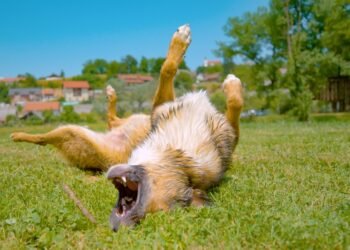 Kodėl šunys sukasi prieš tuštindamiesi?