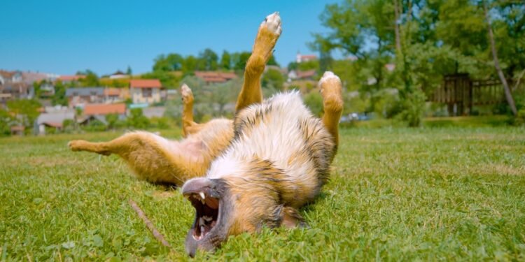 Kodėl šunys sukasi prieš tuštindamiesi?