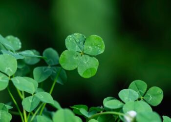 Kodėl keturlapiai dobilai laikomi sėkmės simboliu: faktai ir mitai