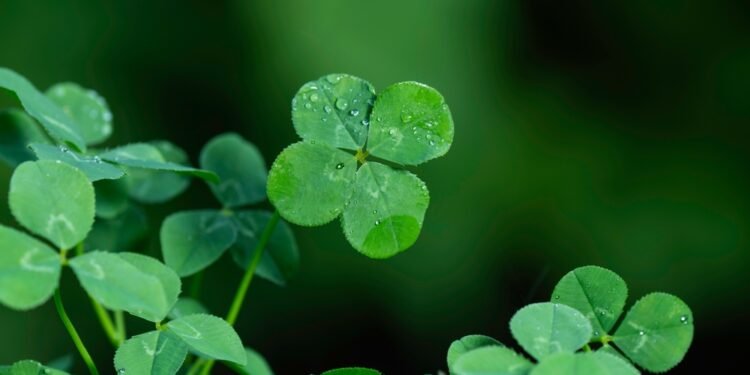 Kodėl keturlapiai dobilai laikomi sėkmės simboliu: faktai ir mitai