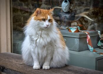 Kodėl katės numeta daiktus?