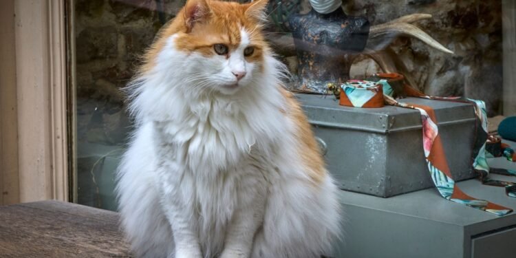 Kodėl katės numeta daiktus?