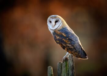 9 priežastys, kodėl nereikėtų laikyti pelėdos namuose