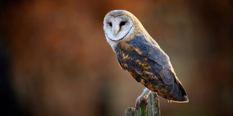 9 priežastys, kodėl nereikėtų laikyti pelėdos namuose