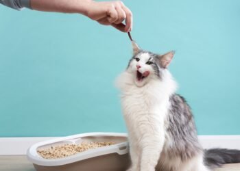 Kaip katės instinktyviai moka naudotis kraiko dėžute?