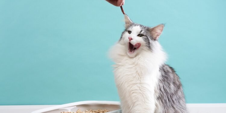 Kaip katės instinktyviai moka naudotis kraiko dėžute?