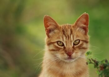 Laukinė ar benamė katė? Kaip atskirti skirtumus