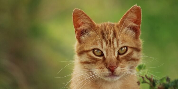 Laukinė ar benamė katė? Kaip atskirti skirtumus