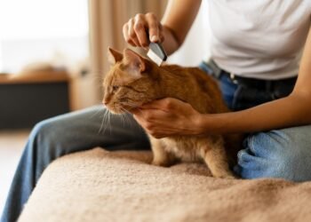 Kaip atsikratyti erkinių blusų