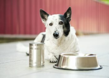 Viskas, ką reikia žinoti apie naujus FDA šunų ėdalo atšaukimus