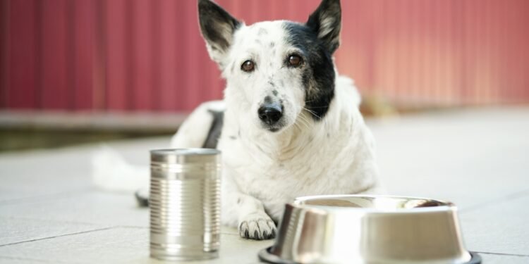 Viskas, ką reikia žinoti apie naujus FDA šunų ėdalo atšaukimus