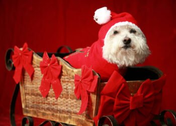 Kodėl verta palaukti prieš kastruojant savo šunį