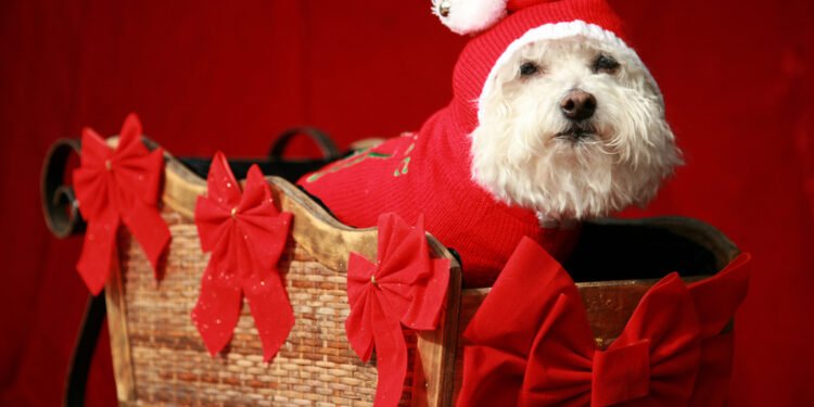 Kodėl verta palaukti prieš kastruojant savo šunį