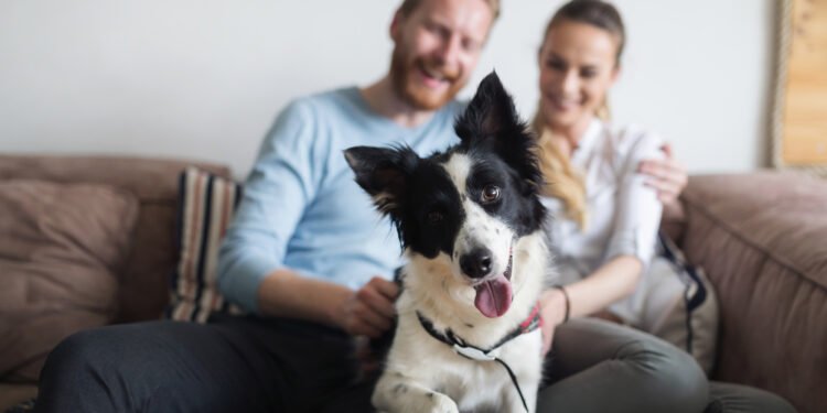 Šis dronas sugrąžino daugiau nei 1000 šunų jų šeimininkams