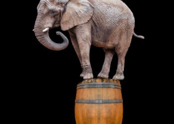 45 juokingiausi anekdotai apie dramblius