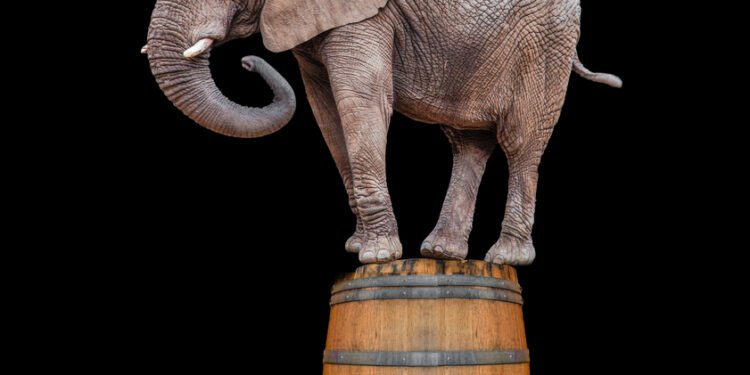 45 juokingiausi anekdotai apie dramblius