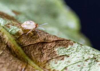 Kaip atsikratyti voratinklinių erkių