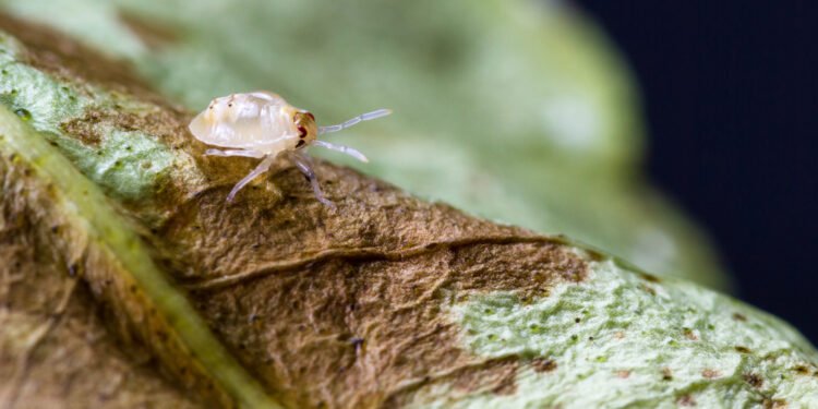 Kaip atsikratyti voratinklinių erkių
