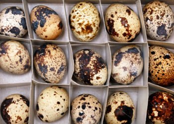 Jei ant kiaušinių pastebite dėmelių ar gumbelių – štai ką tai reiškia