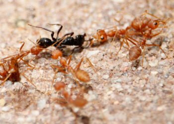 7 natūralūs būdai atsikratyti skruzdėlių