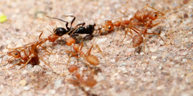 7 natūralūs būdai atsikratyti skruzdėlių