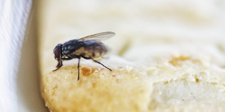 Štai kodėl nereikėtų valgyti maisto, ant kurio nusileido musė
