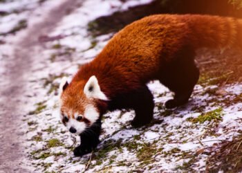 Kiek raudonųjų pandų liko laisvėje?