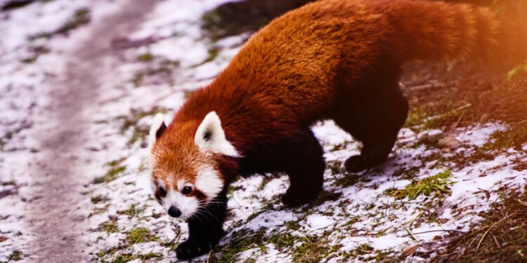 Kiek raudonųjų pandų liko laisvėje?