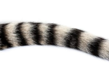 Kodėl katės mojuoja uodegomis?