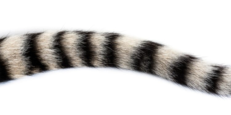 Kodėl katės mojuoja uodegomis?