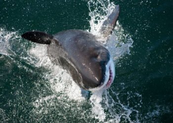 Tikroji priežastis, kodėl akvariumuose niekada nebūna didžiųjų baltųjų ryklių